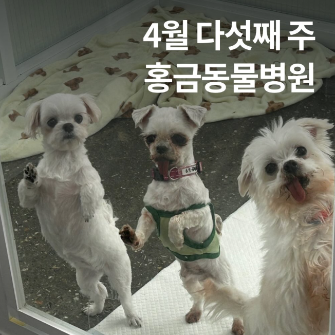  동물농장 천원짜리 수의사, 분당 홍금동물병원 위치 후원 방법