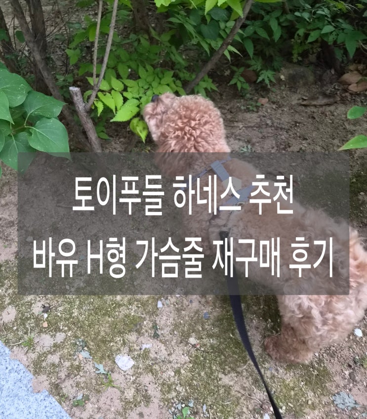  [내돈내산] 토이푸들 하네스 추천 바유(BAYU) H형 가슴줄 S사이즈 재구매 후기