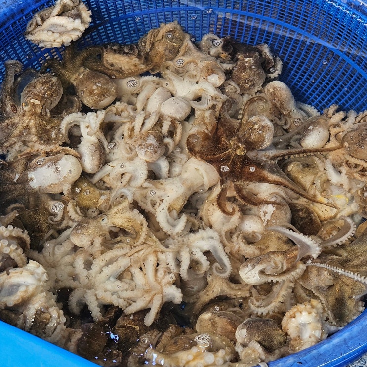  안양 해산물 맛집, 조개생각 안양본점 쭈꾸미 샤브샤브 후기