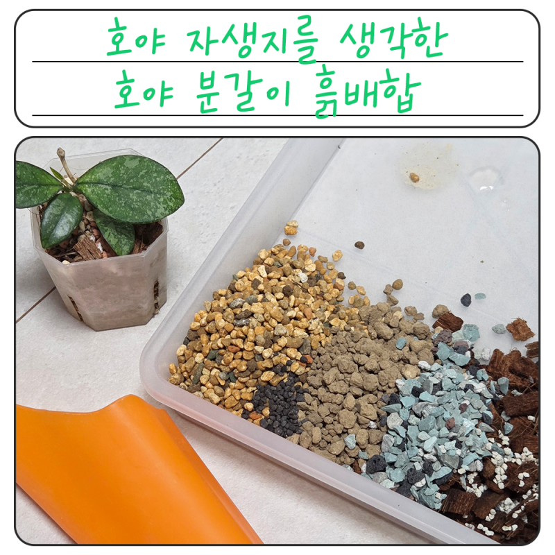호야 분갈이 이렇게 하면?! 자생지 흙 비율