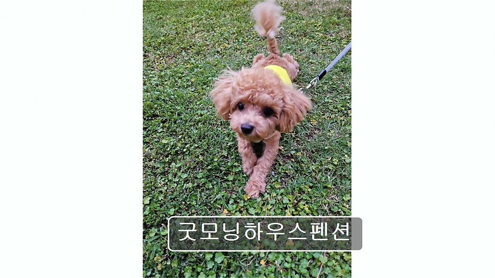 굿모닝하우스펜션 사진 2