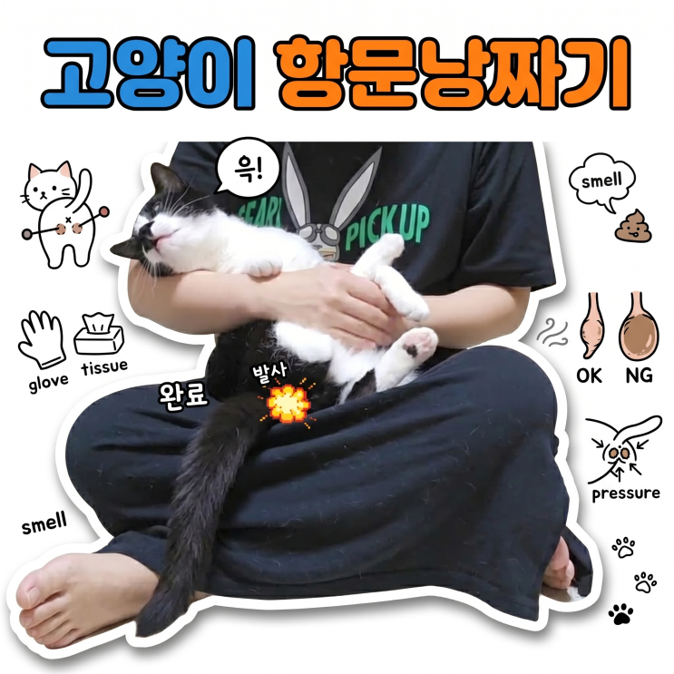  고양이 항문낭 집에서 짜는 방법 (6년차 집사 영상),강아지랑 다르게 해야 하는 이유