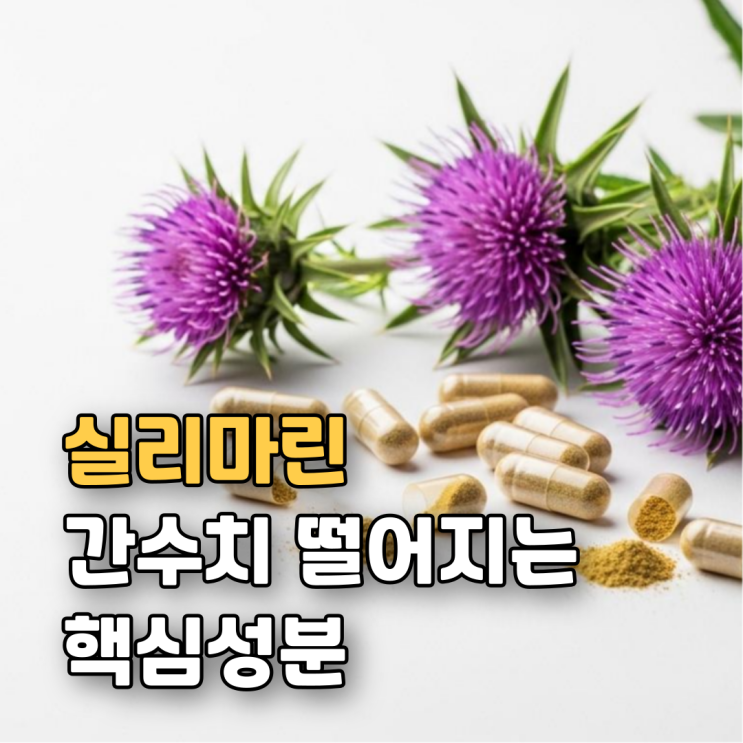  실리마린 효능 부작용 섭취방법 총정리 ㅣ 조합 고르는 기준까지 한 번에