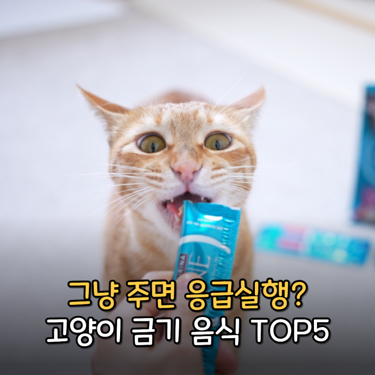  무심코 먹였다가 큰일나는 고양이 음식 TOP5