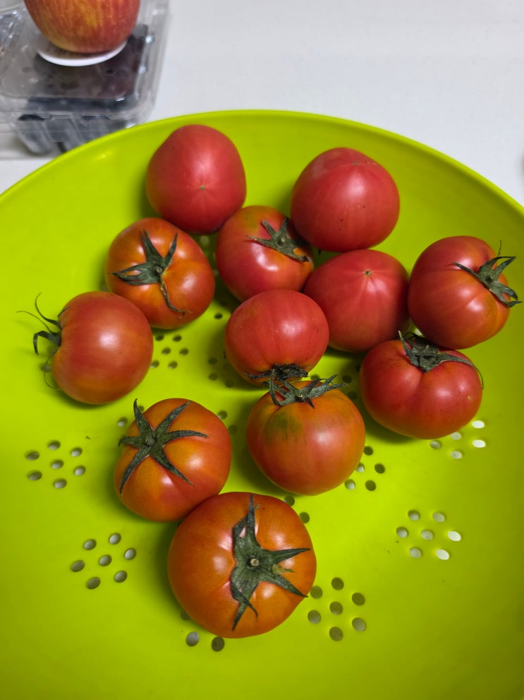  대저 짭짤이 토마토란? 일반 토마토와 다른 봄철 단짠 매력