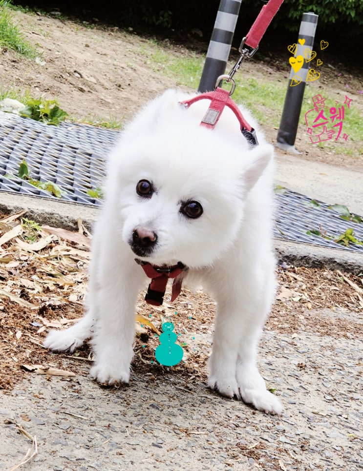  급똥 배변? 사람은 못 참지만, 실외배변 강아지 괜찮아 보이는 이유? 1똥 2똥의 비밀은 이것