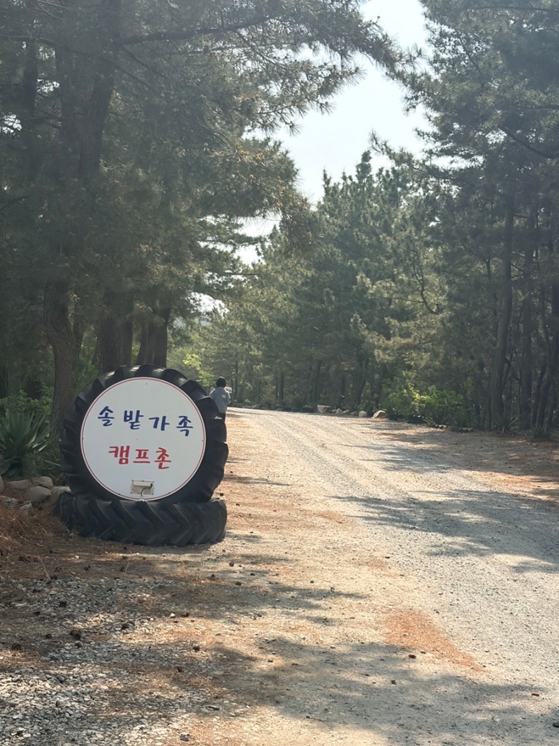 양양 애견동반 캠핑장 솔밭가족캠프촌 바다캠핑장 강원도캠핑장 (캠핑낚시)
