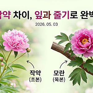 모란 작약 차이 잎 모양과 줄기로 5초 만에 구별하는 법