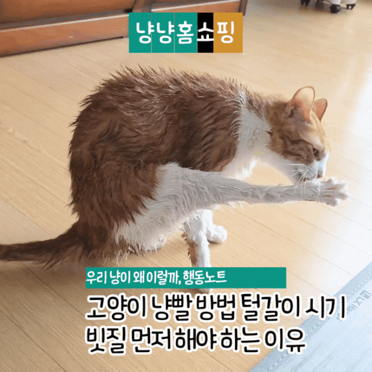  고양이 냥빨 방법 털갈이 시기 빗질 먼저 해야 하는 이유