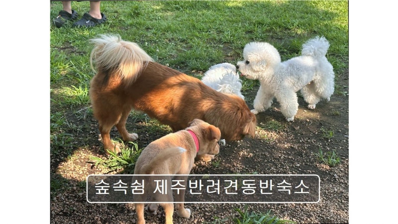 숲속쉼 제주반려견동반숙소