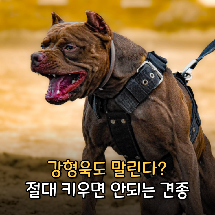  강형욱도 말리는 사육 난이도 최강 견종