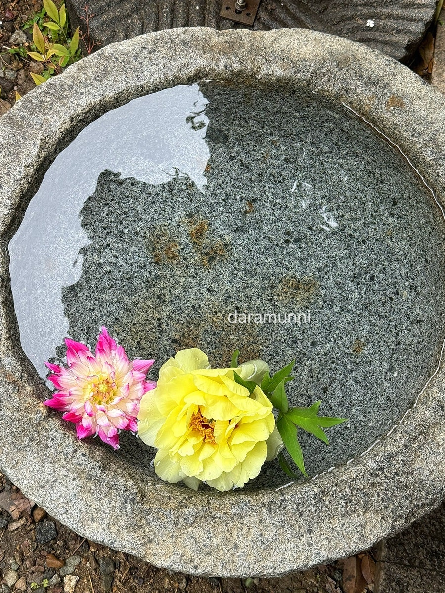 고부정 사진 6