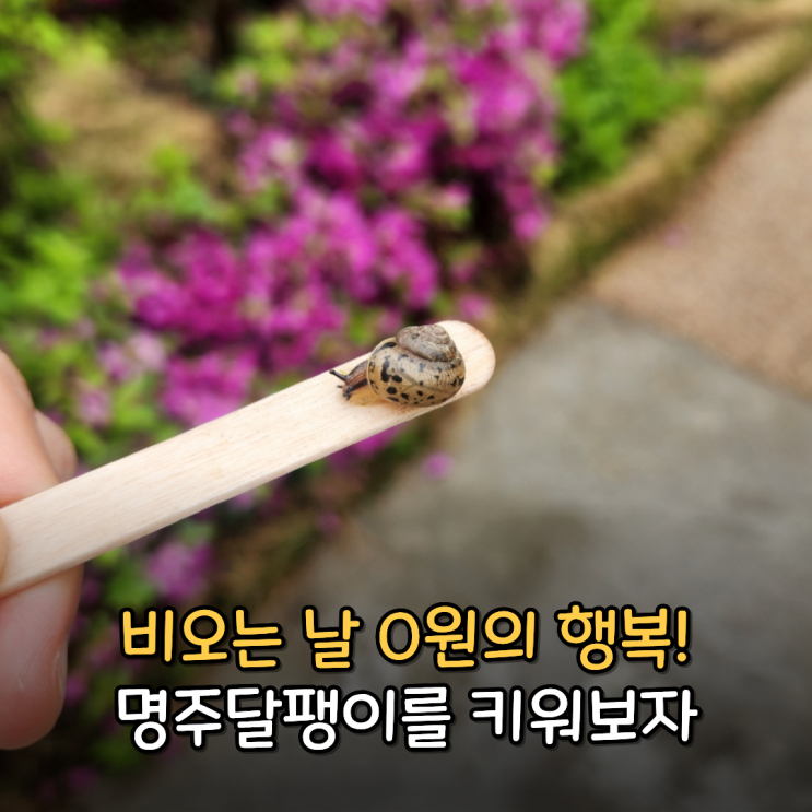  명주 달팽이 키우는법 먹이 흙 집 번식 짝짓기까지
