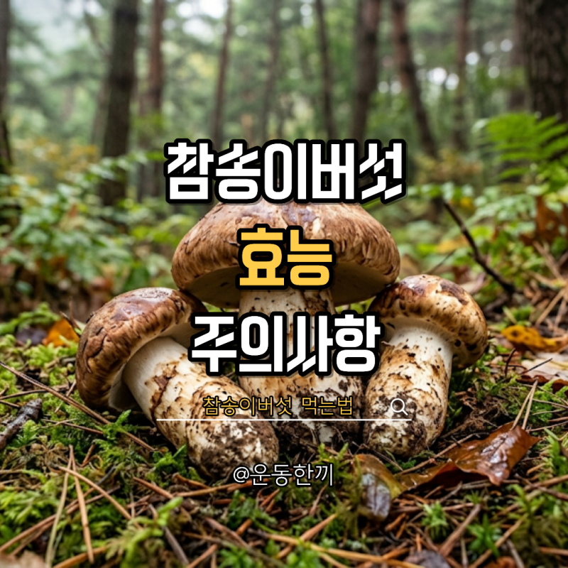 참송이버섯 효능 먹는법 보관 부작용