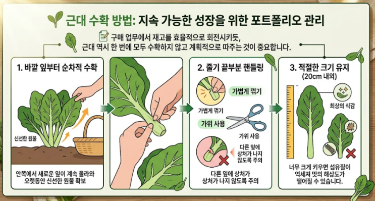  근대나물 제철시기,수확방법,효능