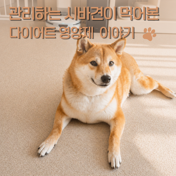  체중계가 루틴인 시바견, 강아지 다이어트 영양제 급여 기록