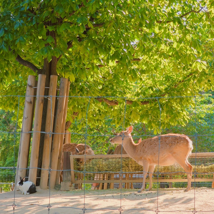  서울숲 생태숲 사슴방사장 위치 운영시간 성수동 가볼만한 곳