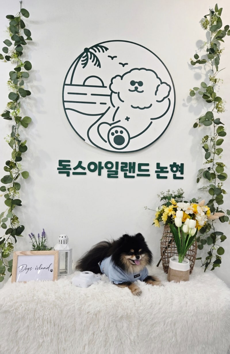 독스아일랜드 논현