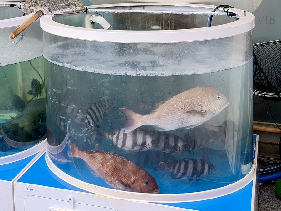회모리 사진 4