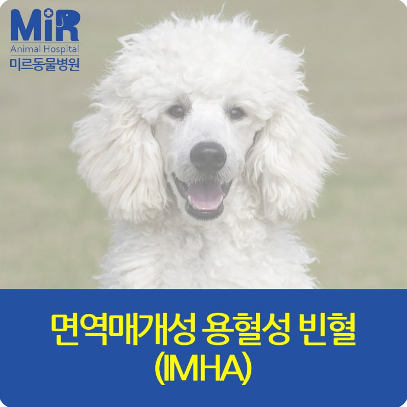 강아지 면역매개성 용혈성 빈혈(IMHA)이란?“갑자기 숨이 차고 잇몸이 하얘진다면 매우 위험....
