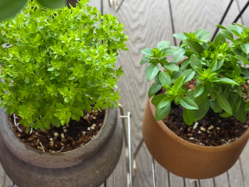 베란다정원 바질트리 키우기 가지치기 식용 벌레 허브키우기 How to Grow Greek Basil Tree