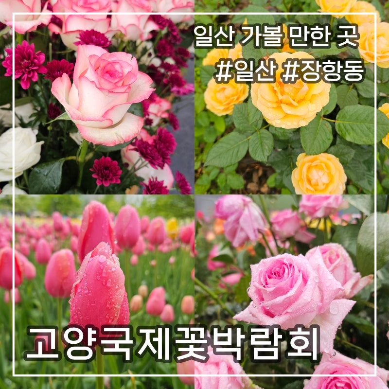 일산 고양국제꽃박람회 한 바퀴 먹거리와 주차 정보까지 | 어린이날, 어버이날 가볼 만한 곳