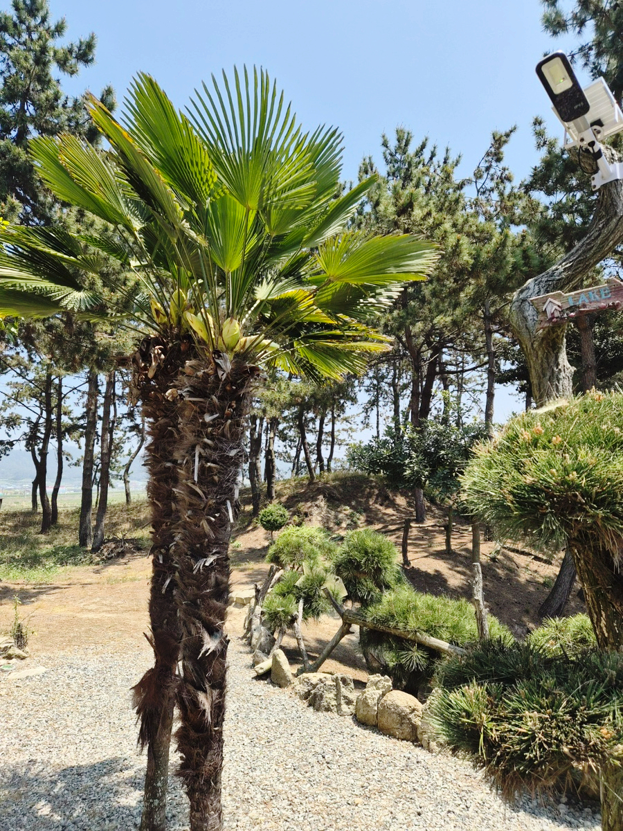 솔꽁펜션 사진 4