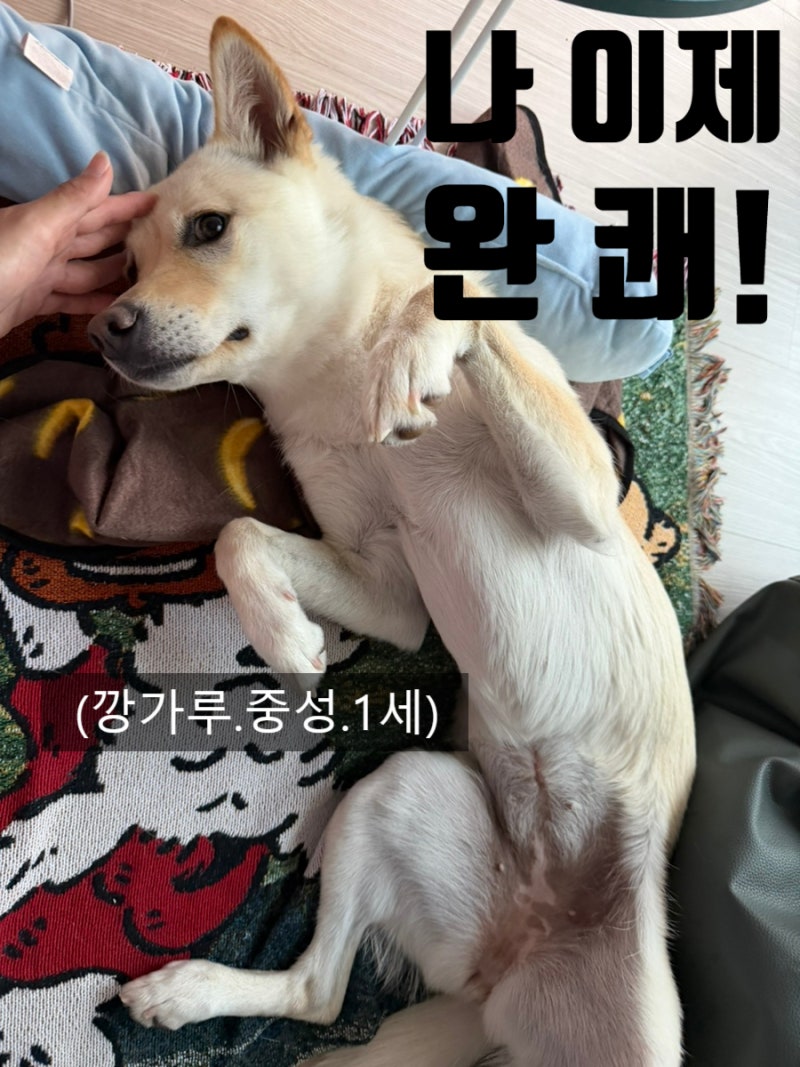 [울산 동물병원 척척동물의료센터] 진돗개 중성화 4주차 완쾌 이야기 & 동물등록증 발급 완료....