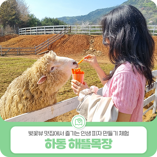 하동 해뜰목장 벚꽃뷰 맛집에서 즐기는 인생 피자 만들기 체험