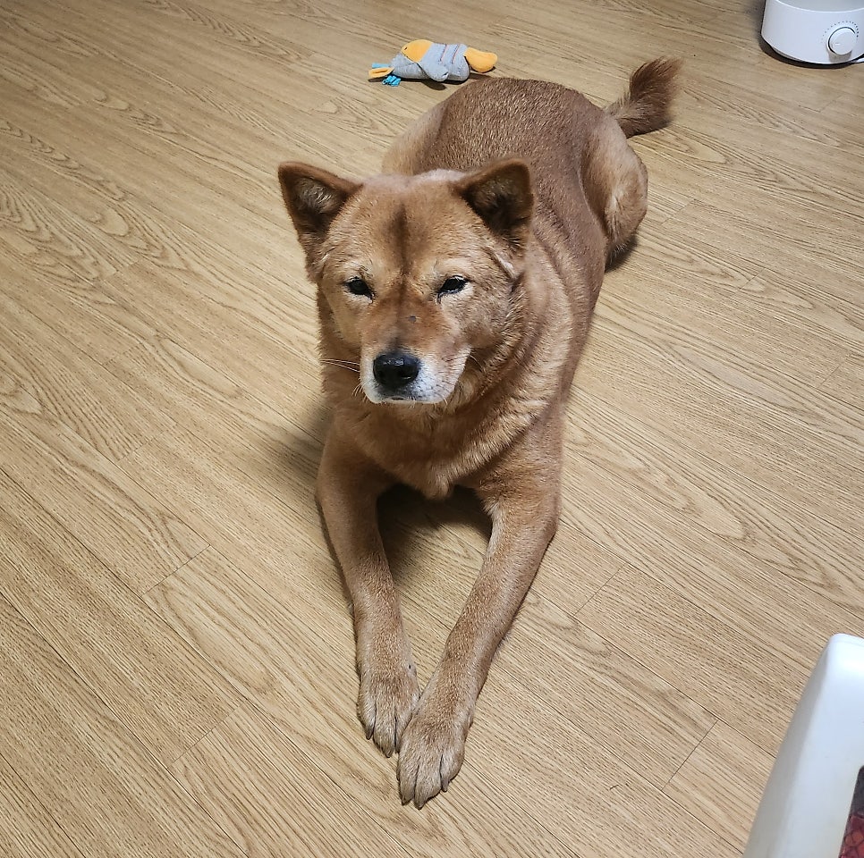 가비 사진 4