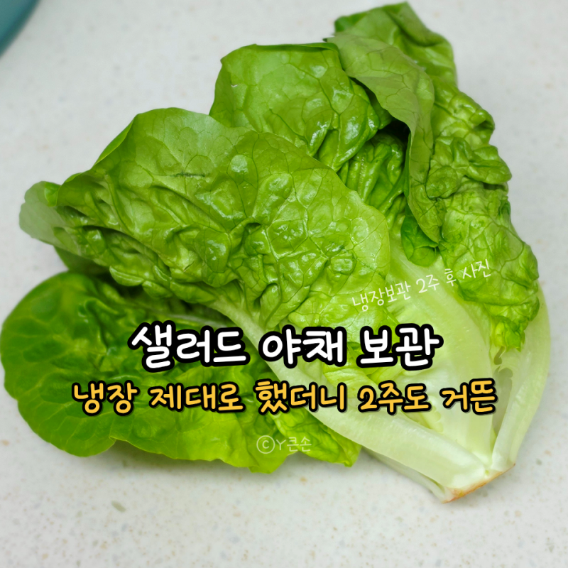 샐러드 야채 냉장고에 보관했는데도 물러진다면, 문제는 이겁니다