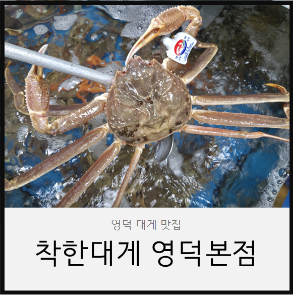 영덕대게맛집 가격 착한대게 솔직후기