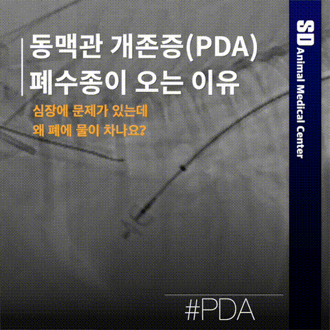 SD동물의료센터 서울점 서울특별시 중구 왕십리로 407 신당파인힐하나유보라 상가 2F 이 블로그의 체크인