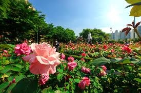 호명보리밥 사진 2
