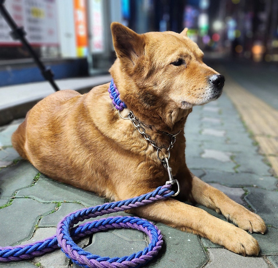 가비 사진 3