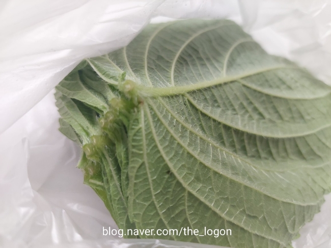 수니열닭발 동안구점 사진 6