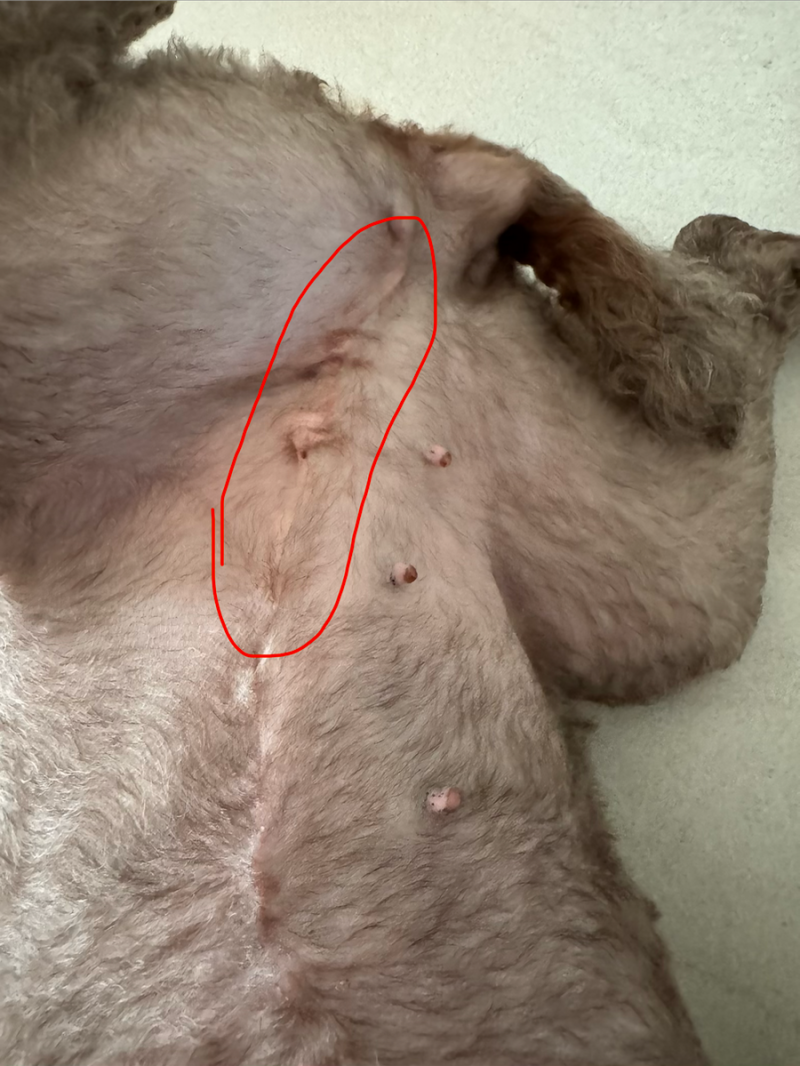 소래동물병원에서 강아지 유선종양수술 받은 후기 - 수술비용 입원퇴원 실밥풀기 수술 후 환....