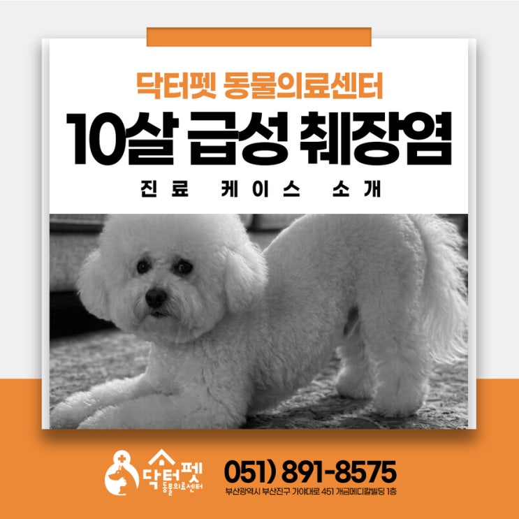  지방 많은 고기 먹은 10살 강아지 구토 설사 급성 췌장염 응급 내원 치료 부산 주례 24시 동물병원