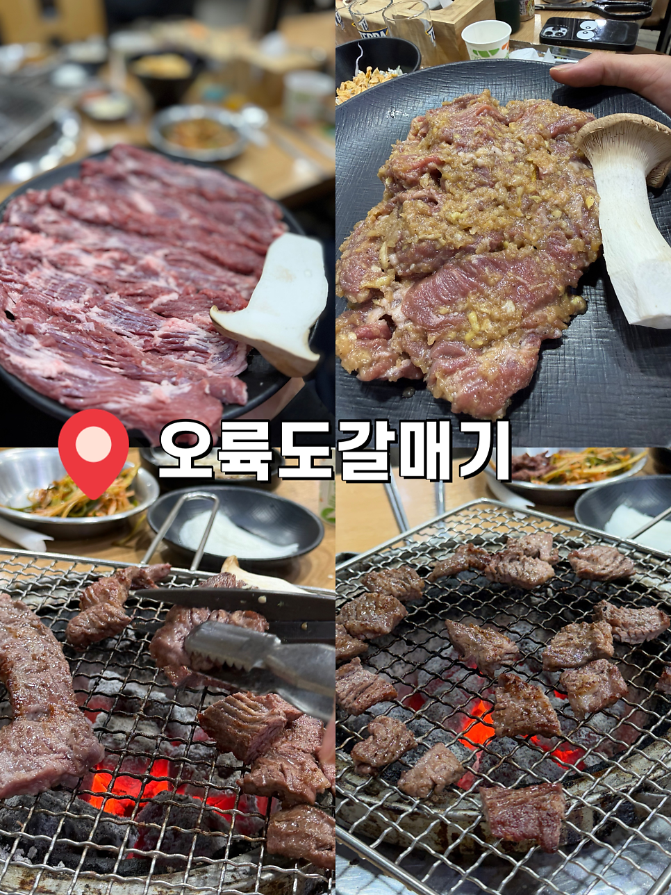 오륙도갈매기 사진 1