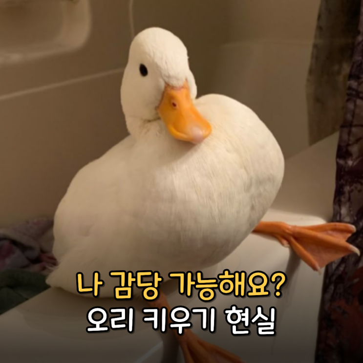  콜덕 오리 분양, 나도 한번 키워볼까?
