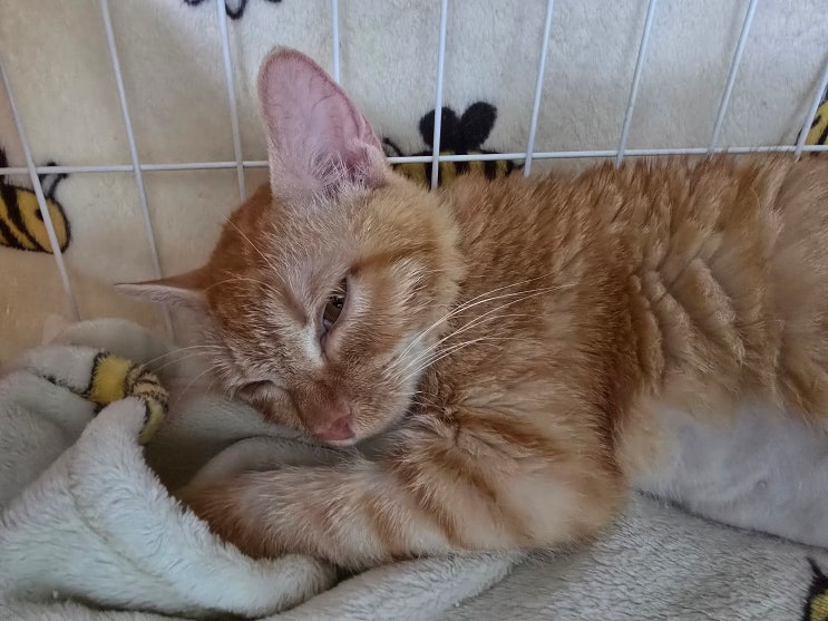  고양이 발작 주기 한계, 오늘 써클링이 있었네요