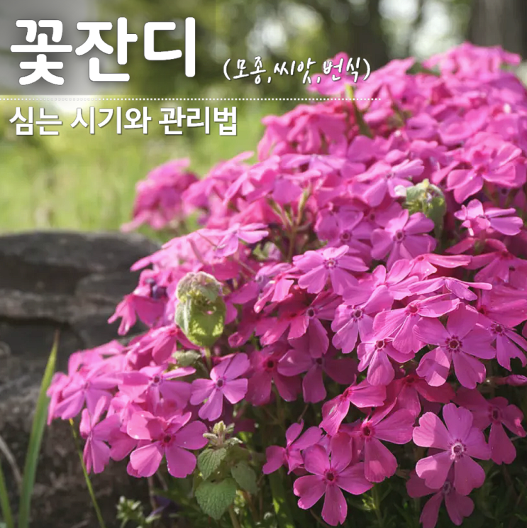  꽃잔디심는시기 방법 모종 파종 씨앗 꽃말