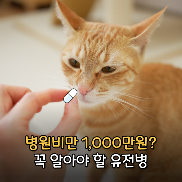  병원비로 파산할 수 있는 고양이 유전병 TOP6
