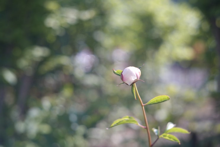 Sonnar 50mm 1.5f_5월의 아침