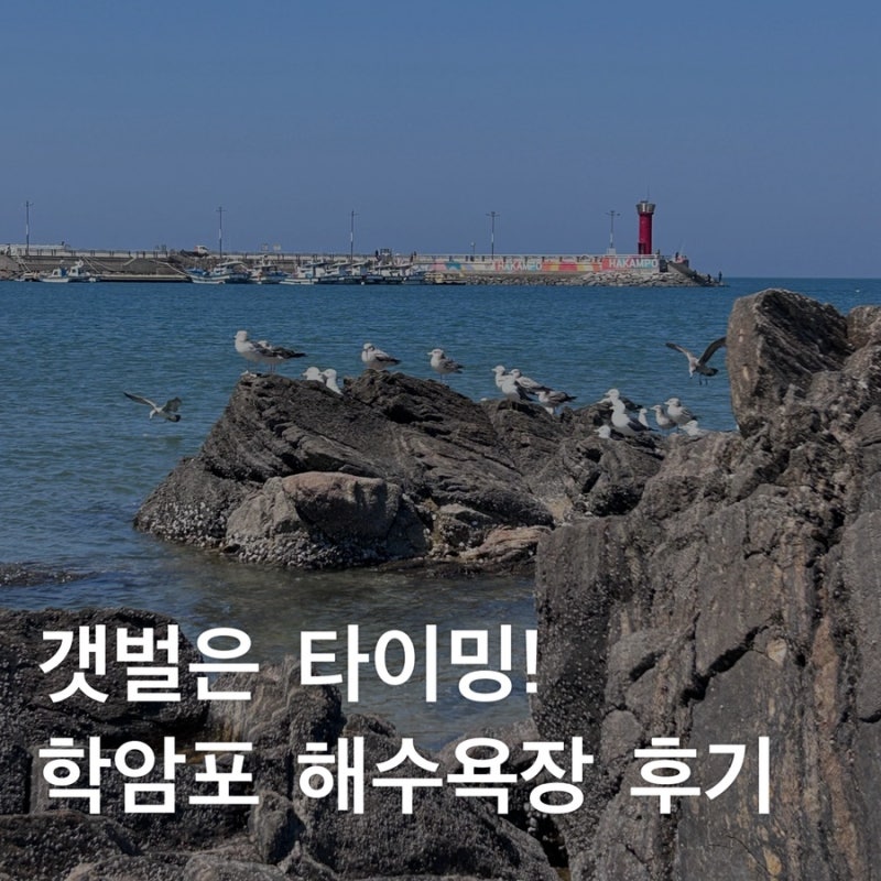 태안 학암포 해수욕장, 갯벌체험 후기(feat. 물때 확인 필수!