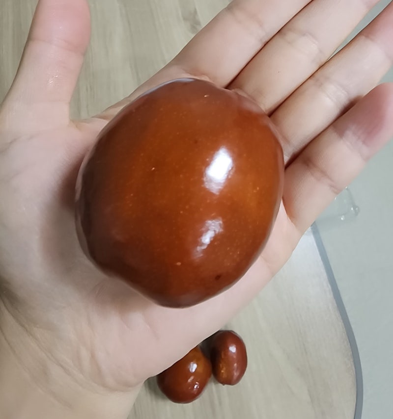 사과대추 심는방법 묘목 심기 | 식재 관리 키우기 | 사홍 왕대추 복조 대추나무
