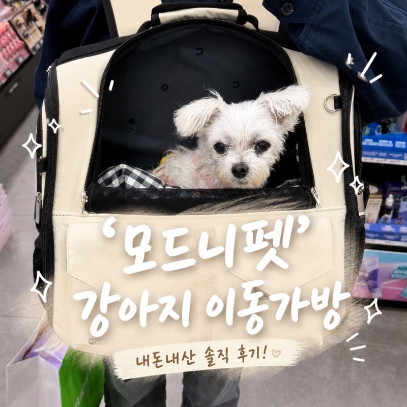 강아지 백팩 프론트백 모드니펫 이동가방 추천! 17살 노견도 만족한 내돈내산 후기