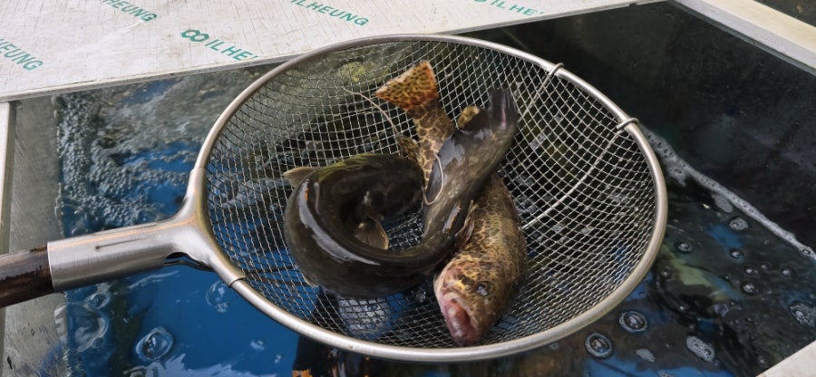 양서민물매운탕 사진 4
