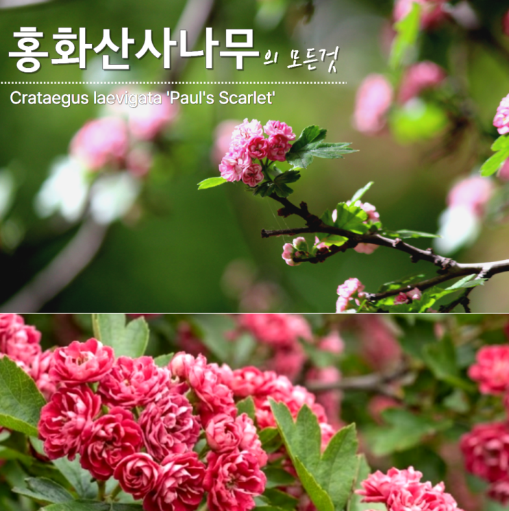  홍화산사나무 묘목 꽃 개화시기 키우기