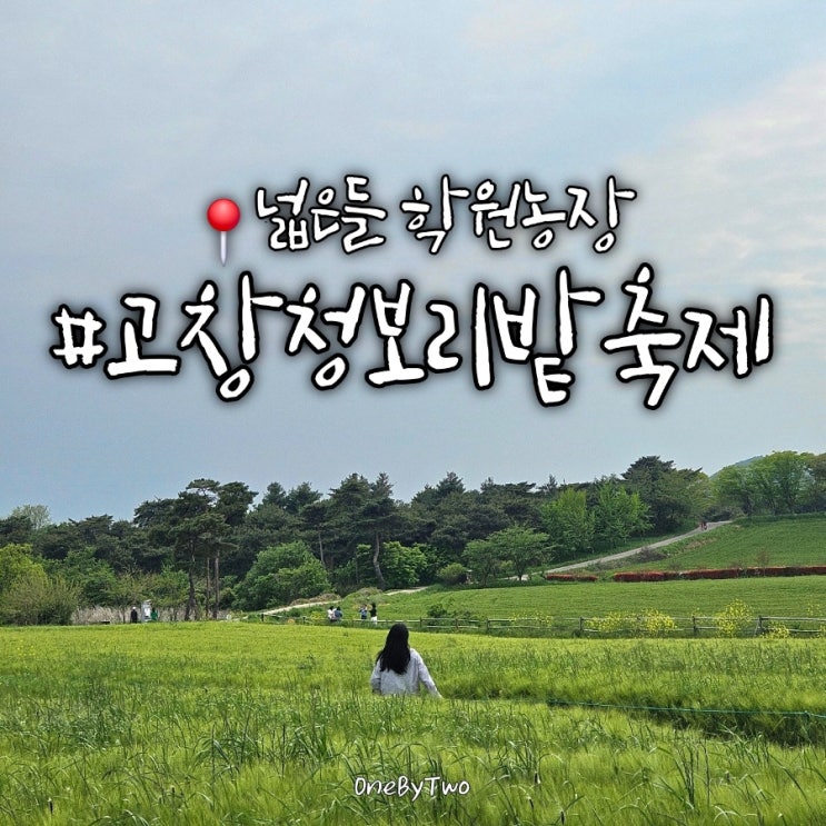  고창 청보리밭 축제와 유채꽃밭까지 | 고창 가볼만한곳 폭싹 속았수다 촬영지